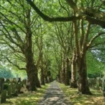 Chorlton's Air Pollution Crisis Can Green Corridors Save Our High Street