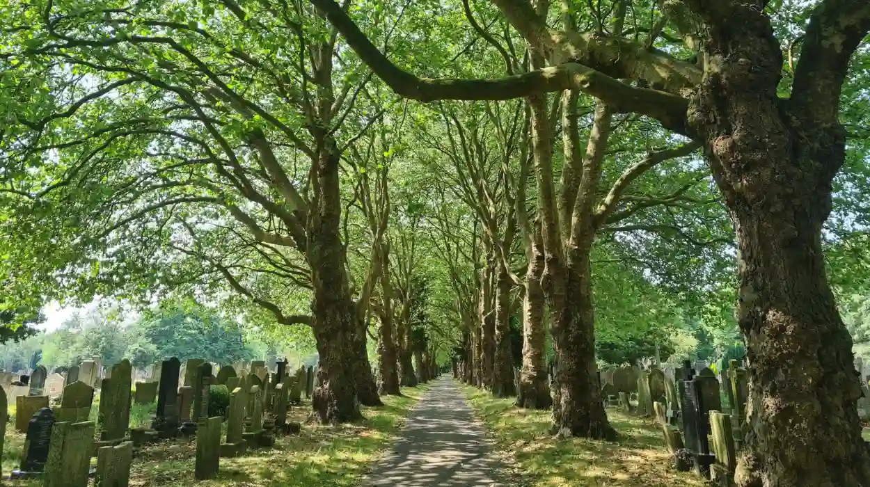 Chorlton's Air Pollution Crisis Can Green Corridors Save Our High Street