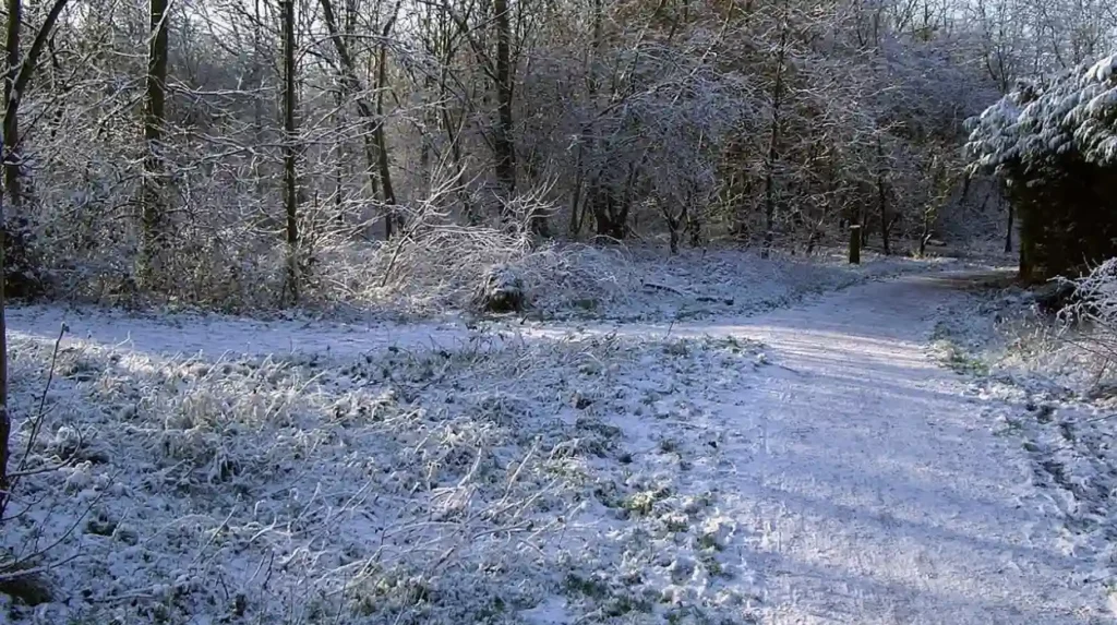 Reviving Chorlton Precinct: Community Plans for Aomes