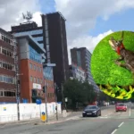 Dangerous Caiman Seized From Trafford Home After Licence Breach
