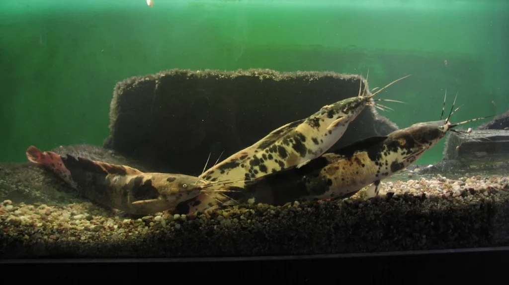 What Are the Current Opening Times and Admission Prices for Bolton Museum and Aquarium?