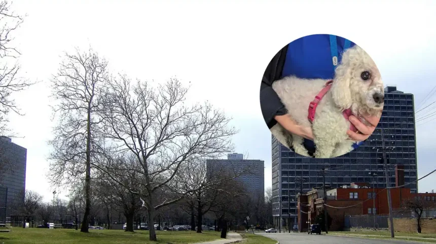 Rochdale Dog Case RSPCA Ban Upheld at Crown Court 2026